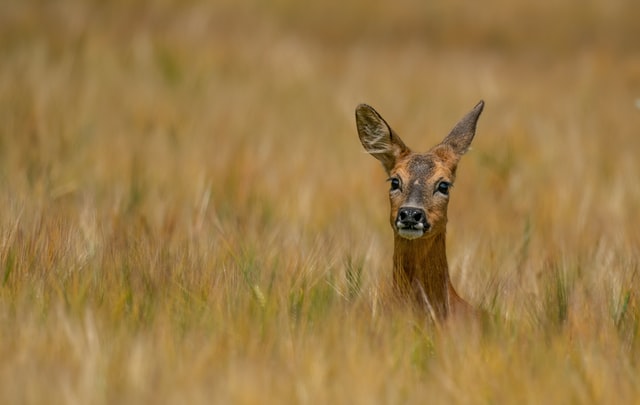 animal