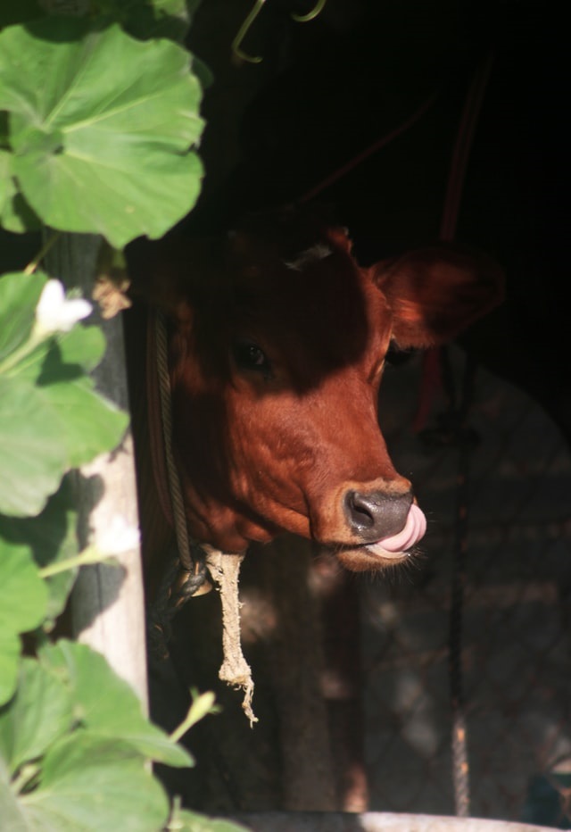 animal